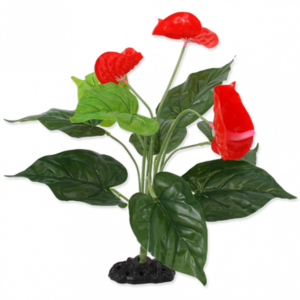 Plant Anthurium